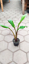 Ensete ventricosum maurelli gebraucht kaufen  Nordkirchen
