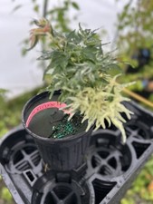 Acer palmatum snow for sale  Hendersonville