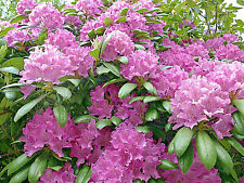 Cali pink azalea for sale  Saint Augustine