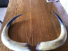 cattle horns for sale cattle horns for sale PEMBROKE