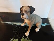 boxer dog for sale boxer dog for sale HUNGERFORD
