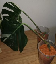 Monstera variegata gebraucht kaufen  Neustadt a.d.Waldnaab