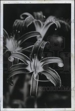 1972 Press Photo close-up de lírios floridos - pia09993 comprar usado  Enviando para Brazil