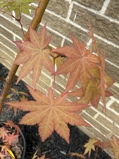 Acer shirasawanum sunny for sale  Independence
