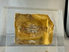 Fossilized fish stone for sale  Rahway