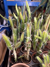 Dragon fruit plant for sale  SALISBURY