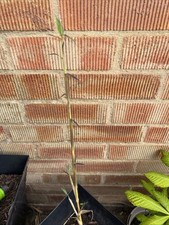 giant bamboo for sale giant bamboo for sale BURY ST. EDMUNDS