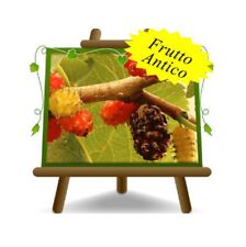 Gelso regina nero usato  Bettona