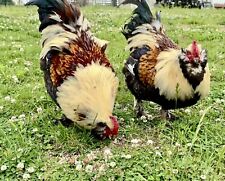 Colorful hatching eggs for sale  Chanute