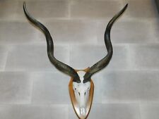 Antilopengeweih kudu geweih gebraucht kaufen  Wilhelmsdorf