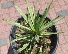 Yucca gloriosa variegata gebraucht kaufen  Mönchengladbach