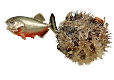 Hanging spiked puffer for sale  Doyle