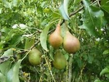 Wild pear pyrus for sale  CAMBORNE