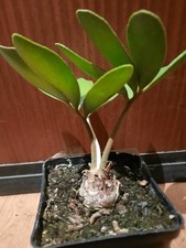Zamia furfuracea caudex gebraucht kaufen  Laboe