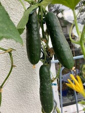Bio gurkenpflanzen setzlinge gebraucht kaufen  Kassel