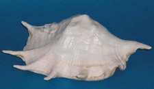 Schöne muschel schnecke gebraucht kaufen  Berlin