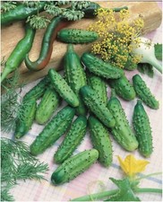 Cucumber wisconsin plug for sale  BURTON-ON-TRENT