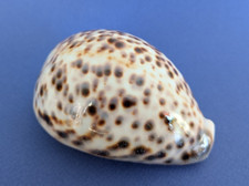 Cypraea tigris blanche d'occasion  Nice-