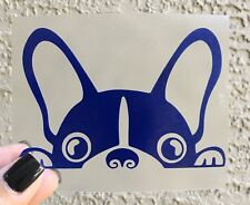 French bulldog frenchie for sale  Wesley Chapel