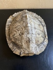 Real turtle shell for sale  Denton