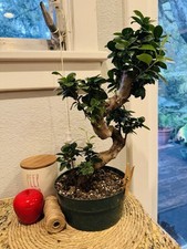 Brussels bonsai d'occasion  Expédié en Belgium