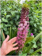 Eucomis pink gin d'occasion  Arzacq-Arraziguet