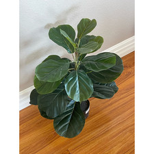 Artificial fiddle leaf for sale  North Highlands