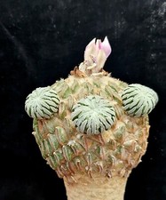 Pelecyphora aselliformis piant usato  Spedire a Italy