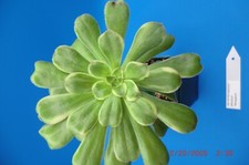 Aeonium arboreum variegatum for sale  Murrieta