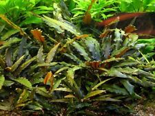 Cryptocoryne wendtii brown for sale  SCUNTHORPE