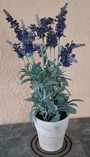 Lavendel topf 49cm gebraucht kaufen  Flintbek