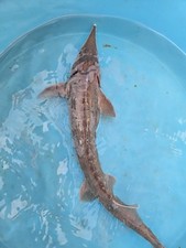 Siberian sturgeon large for sale  Phillipsburg