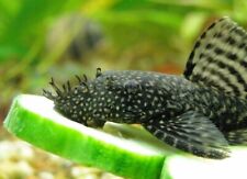 Ancistrus bristlenose pleco for sale  DEVIZES