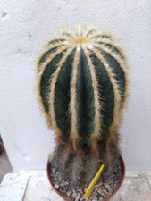 Eriocactus magnificus. old usato  Civitanova Marche