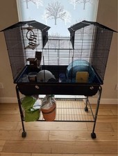 Large small animal for sale  STRATHAVEN