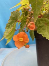 6 begonia for sale 6 begonia for sale San Francisco