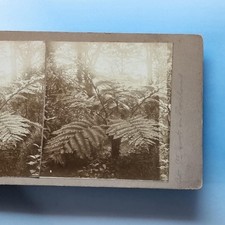 Roseland stereoview c1900 for sale  TELFORD