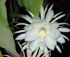Long cuttings epiphyllum for sale  Irvine