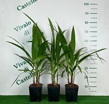 Palma californiana washingtoni usato  Valmacca