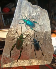 Malaysian beetles resin for sale  WAKEFIELD