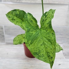Syngonium mojito live for sale  Reseda
