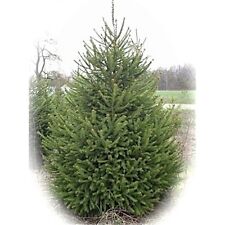 Fir trees grow for sale  LLANELLI