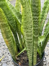Sansevieria hawaii grown for sale  Honolulu