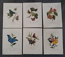 Reprint lepidoptera schmetterl gebraucht kaufen Reprint lepidoptera schmetterl gebraucht kaufen  Nürnberg