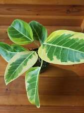 Ficus altissima variegated for sale  Palm Bay