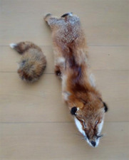 red fox fur for sale red fox fur for sale USA