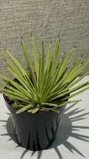 Agave stricta for sale  San Marcos