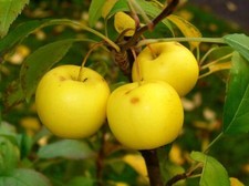 European crab apple for sale  Russell