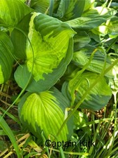 Hosta captain kirk gebraucht kaufen  Haag