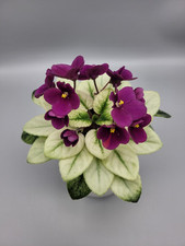 Variegated rare miniature for sale  LONDON